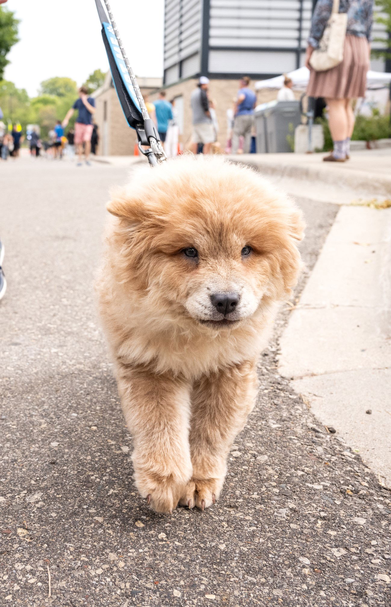 Chow chow hotsell dogs for adoption