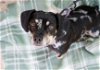 adoptable Dog in minneapolis, MN named Cornelia