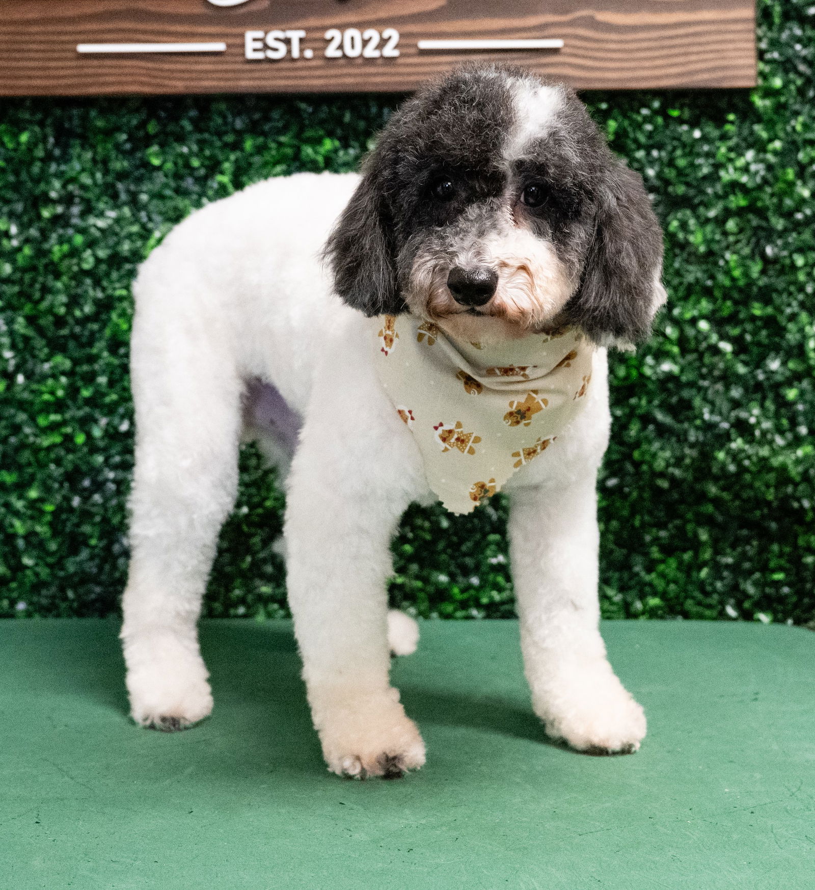 adoptable Dog in Minneapolis, MN named Peter