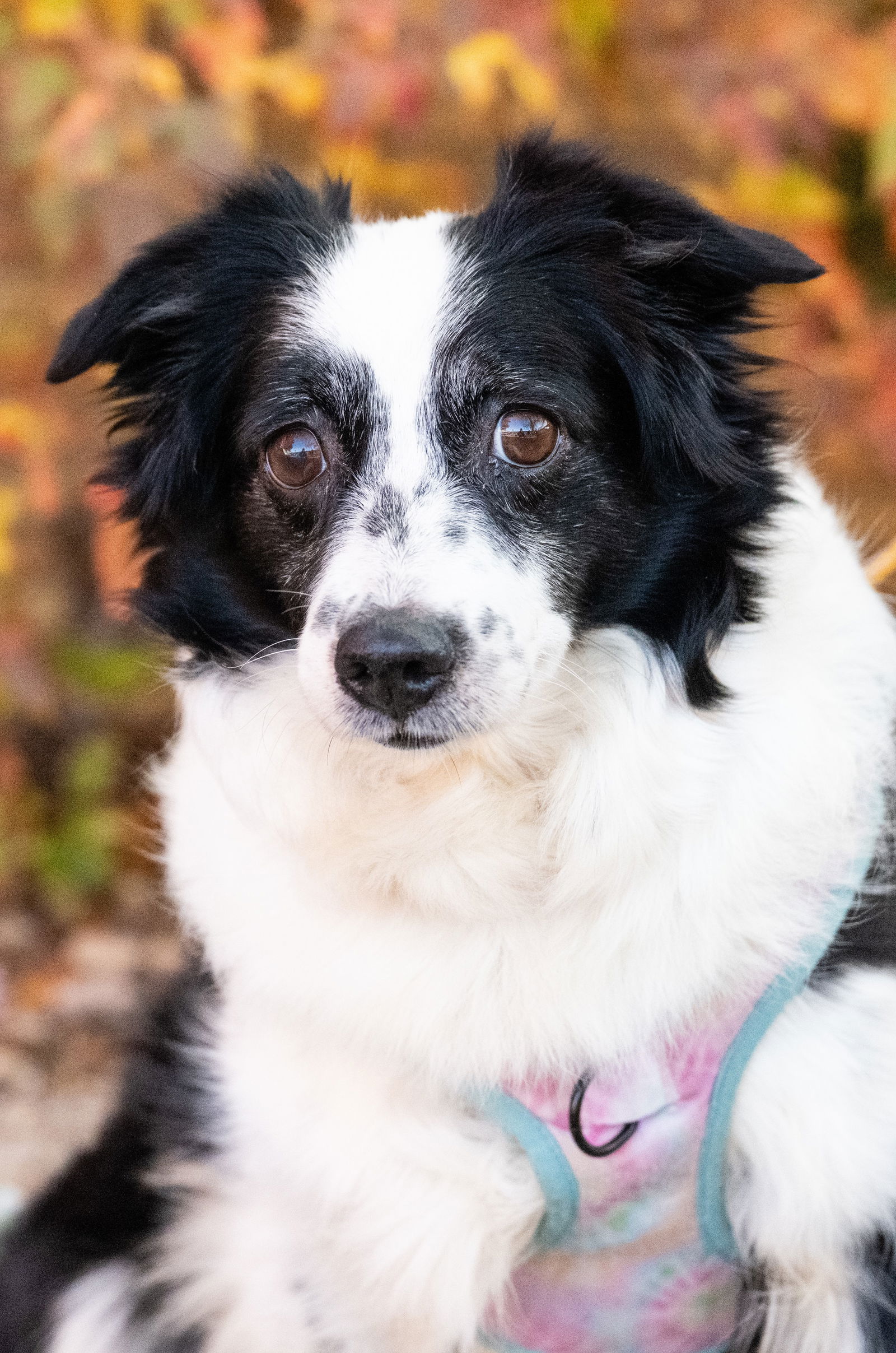 adoptable Dog in Minneapolis, MN named Harper