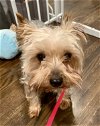 adoptable Dog in , MN named Jamby