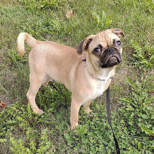 Otis