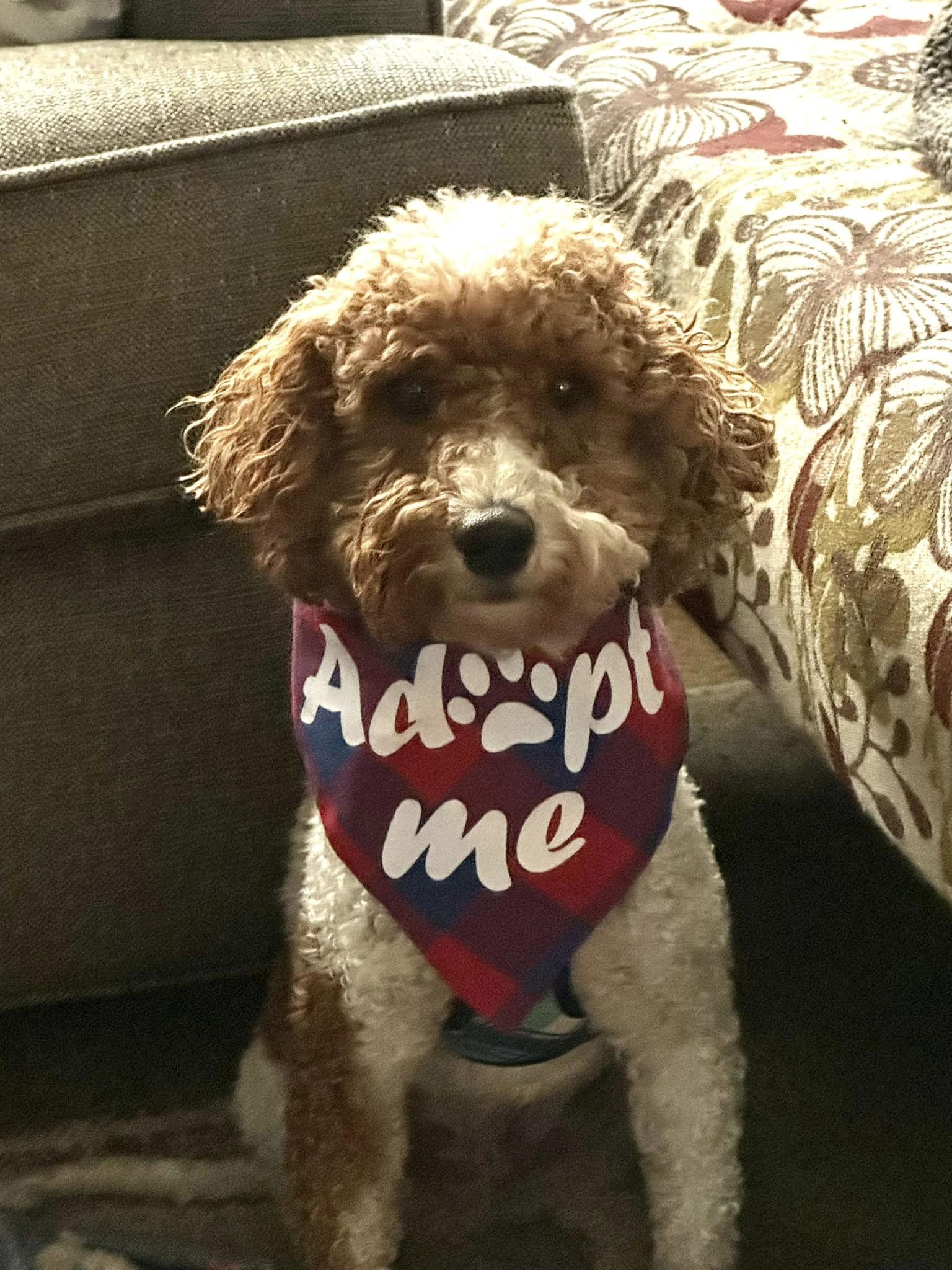 Dog for Adoption Rupert Giles, a Poodle (Miniature) in Le Sueur