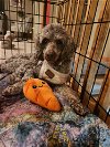 adoptable Dog in minneapolis, MN named Chestnut