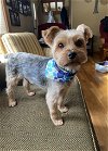 adoptable Dog in minneapolis, MN named Bourbon
