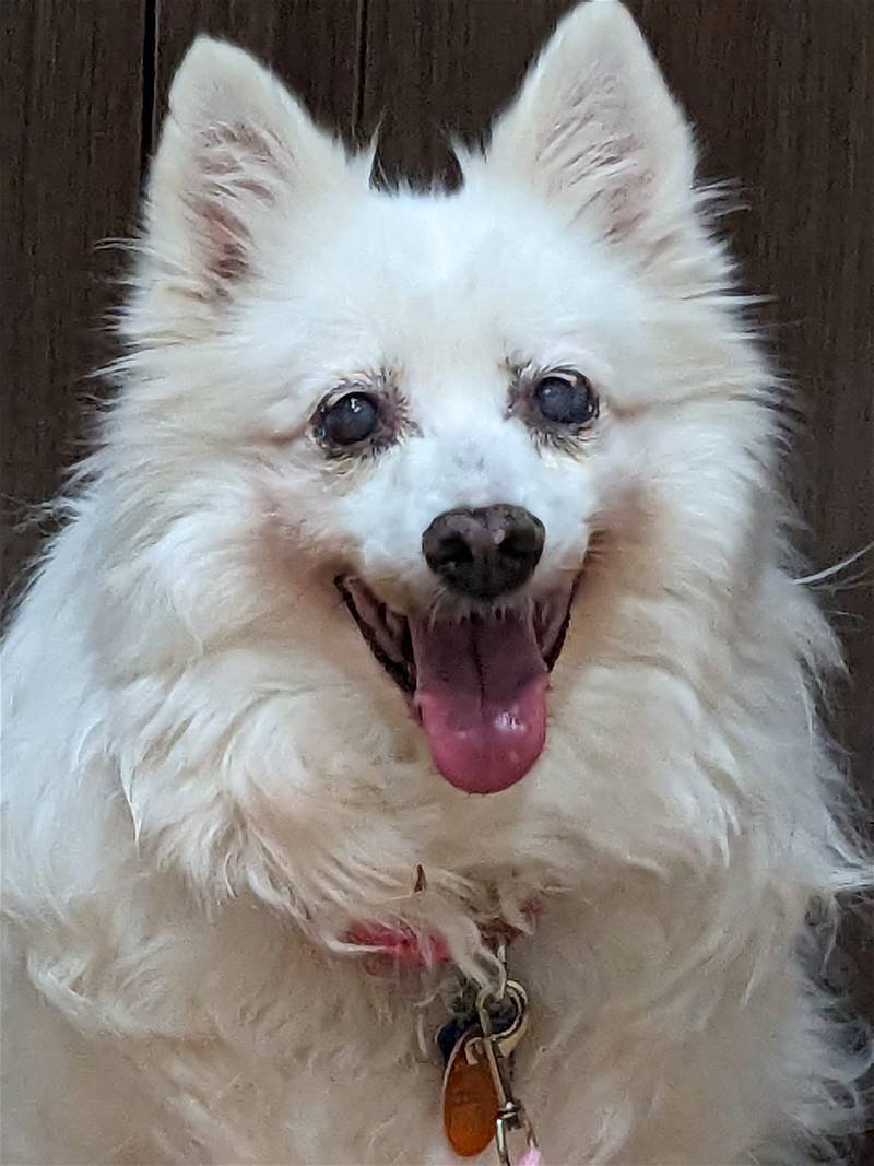 adoptable Dog in Minneapolis, MN named Lexie