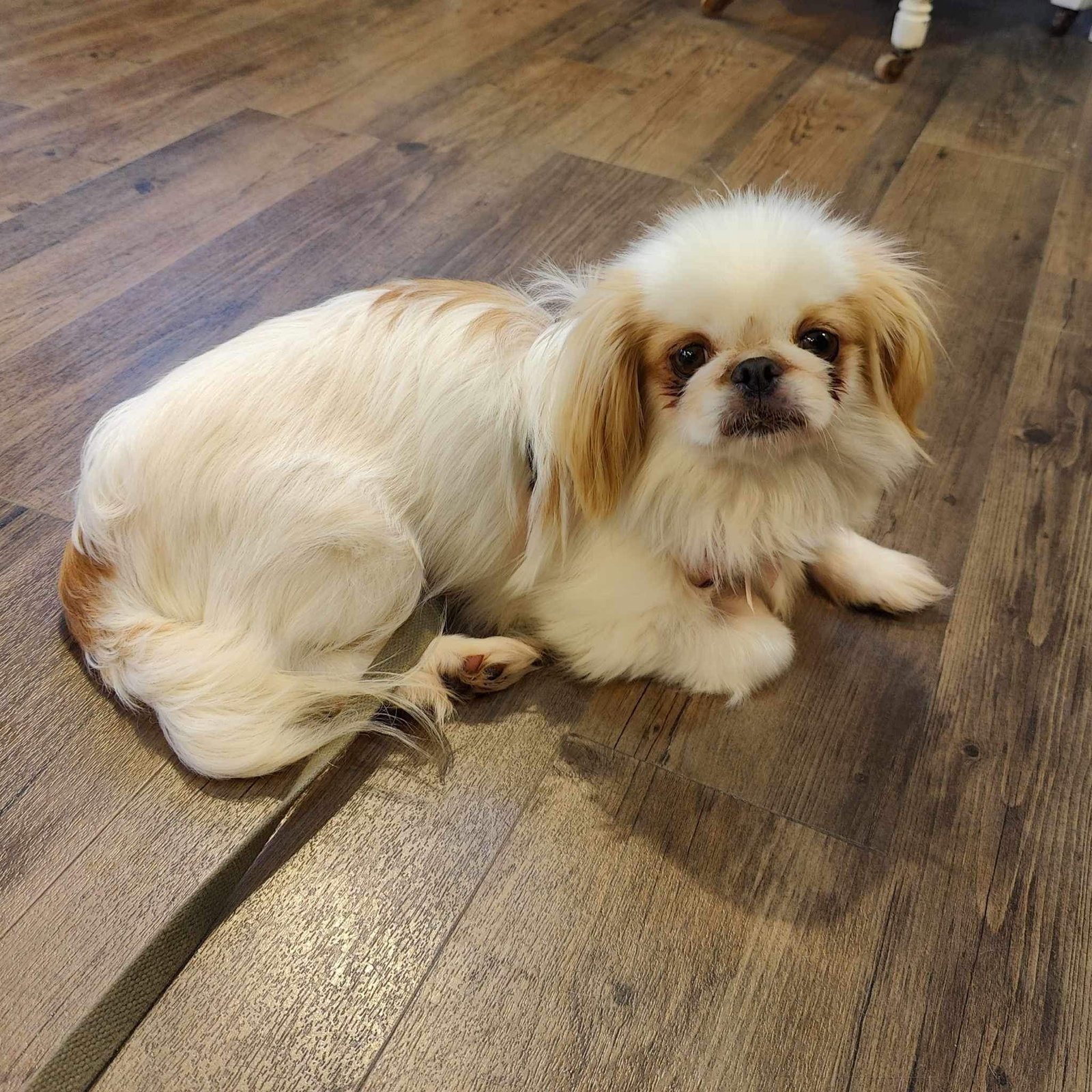 Dog adoption in Minneapolis, MN 55416 Pekingese / Japanese Chin (long