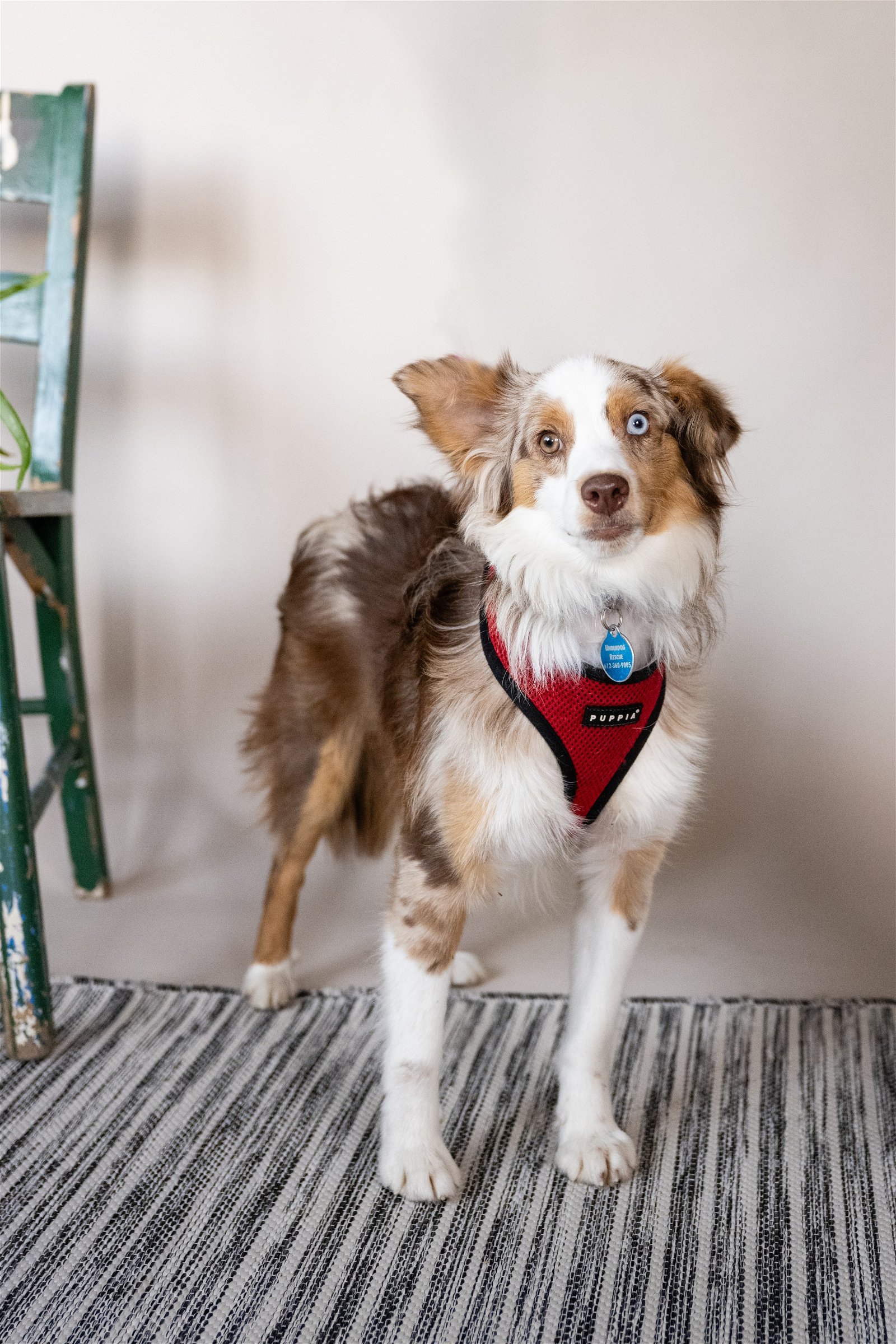 adoptable Dog in Minneapolis, MN named Kiwi