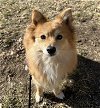 adoptable Dog in minneapolis, MN named Tabitha