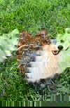 Tabitha