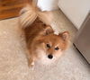 Tabitha