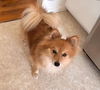 Tabitha