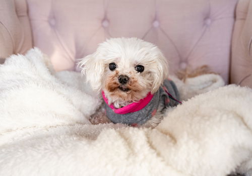 Gertie