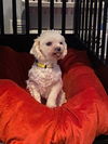 Gertie