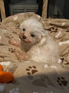 Gertie