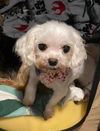 Gertie
