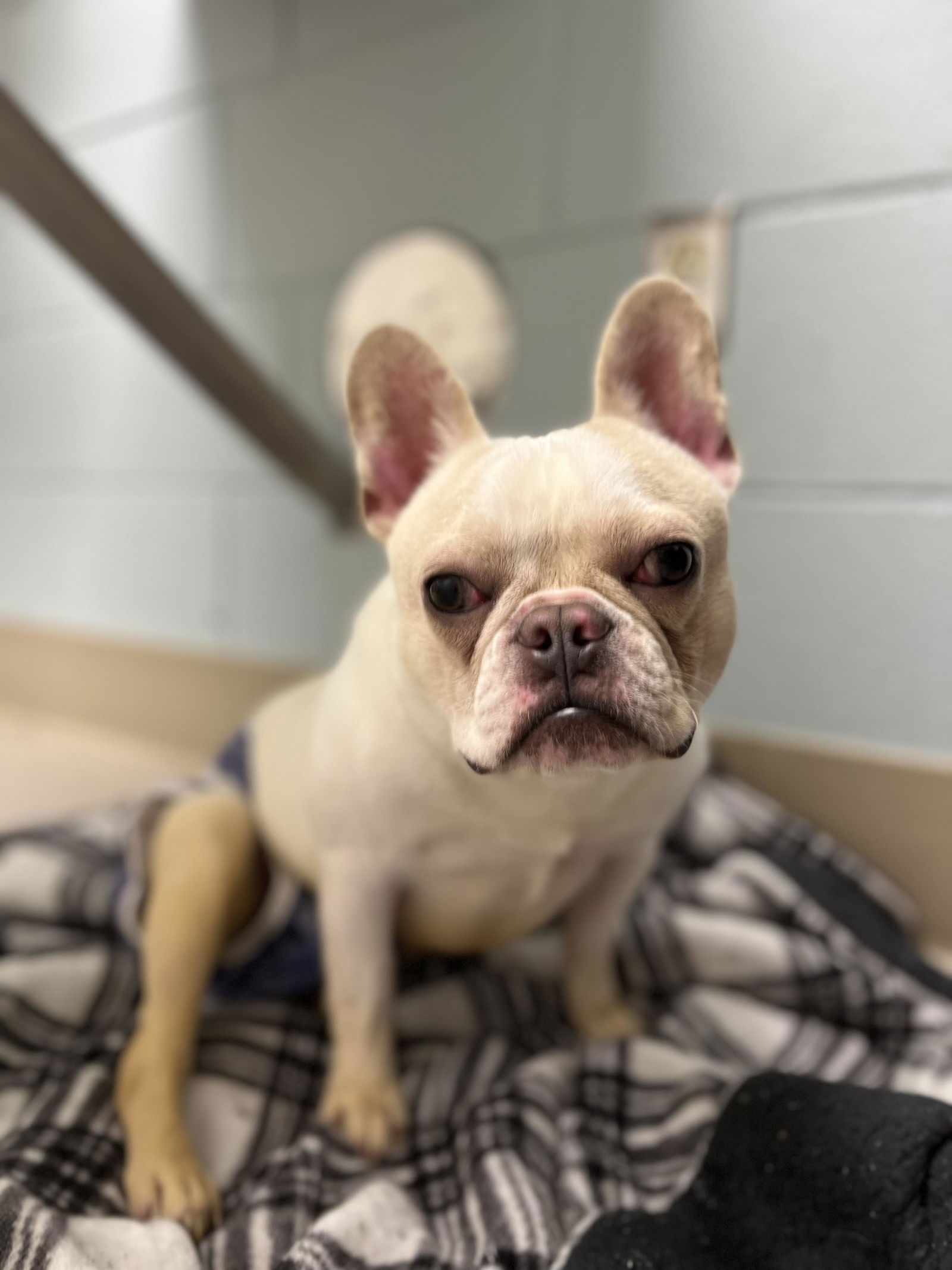 adoptable Dog in Minneapolis, MN named Scout