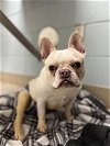 adoptable Dog in minneapolis, MN named Scout