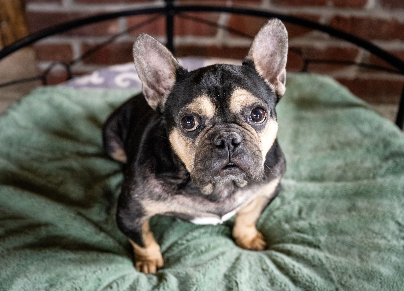 adoptable Dog in Minneapolis, MN named Danny Devito