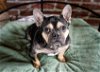 adoptable Dog in minneapolis, MN named Danny Devito