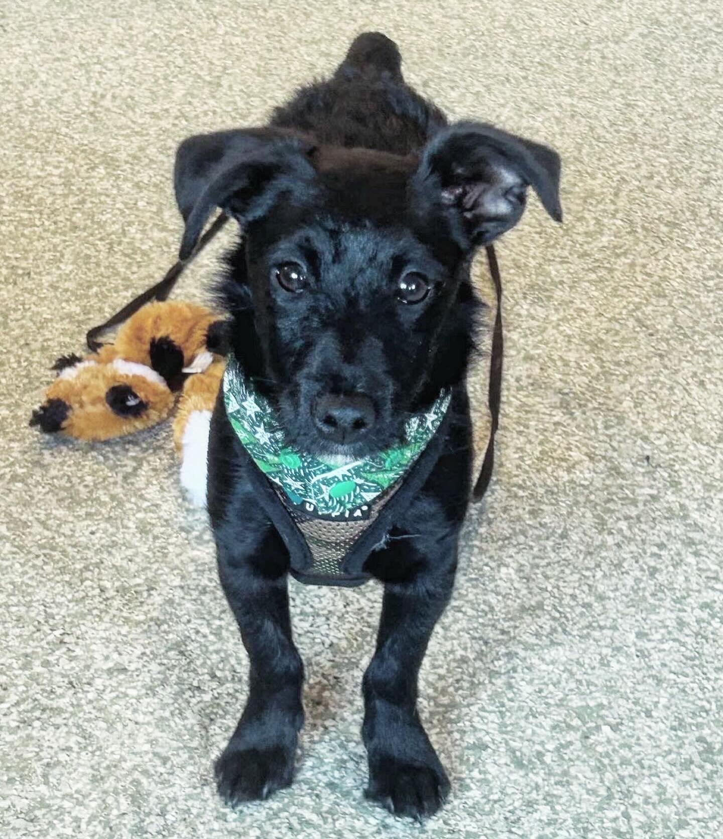 adoptable Dog in Minneapolis, MN named Sawyer