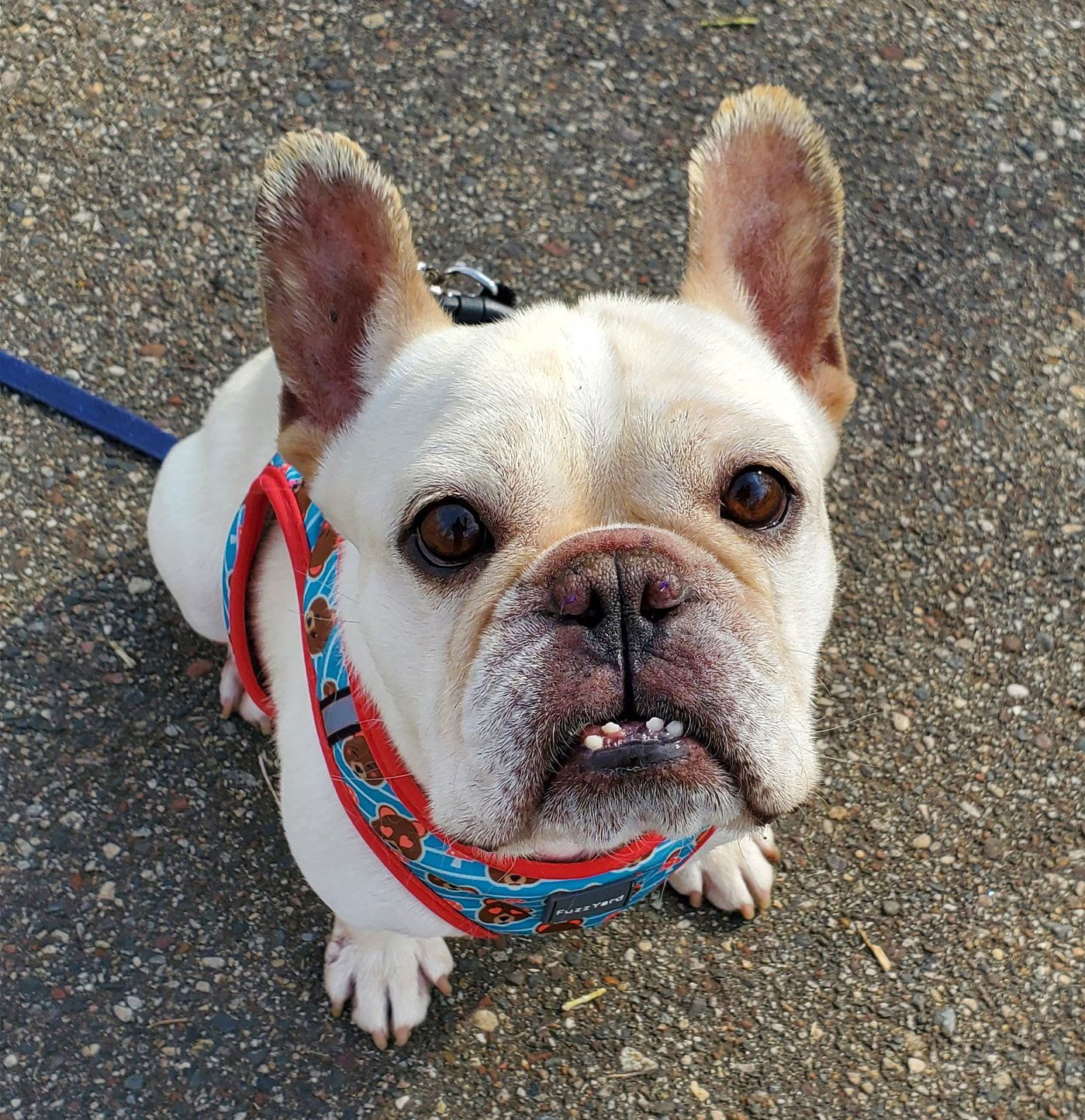 adoptable Dog in Minneapolis, MN named Winston Churchill