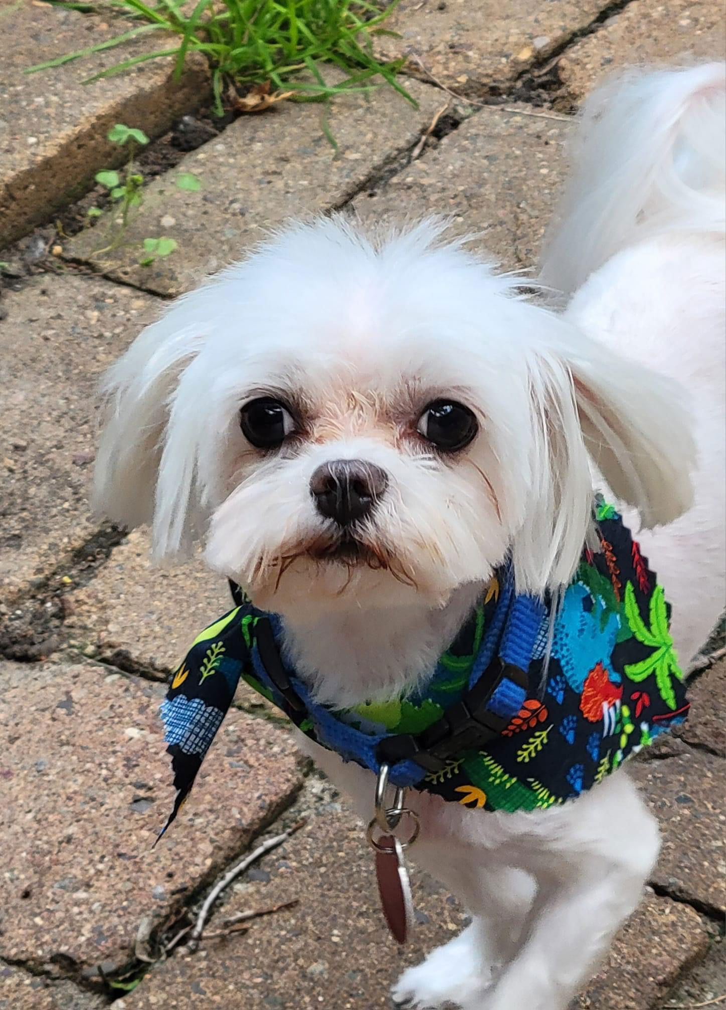 adoptable Dog in Minneapolis, MN named Morty