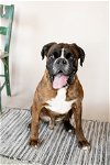 adoptable Dog in  named Gunther