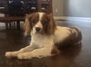 Gibson