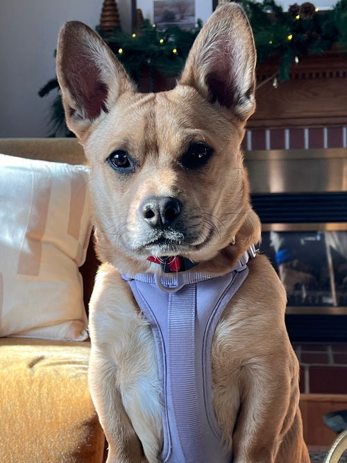 Oscar