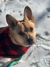 Oscar