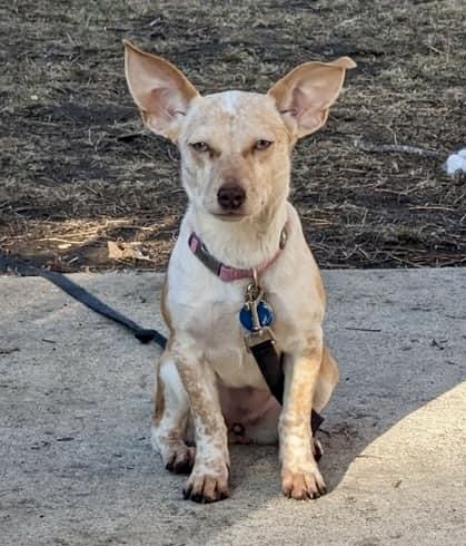 adoptable Dog in Minneapolis, MN named Turnip