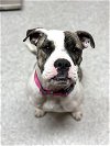 adoptable Dog in  named Stella