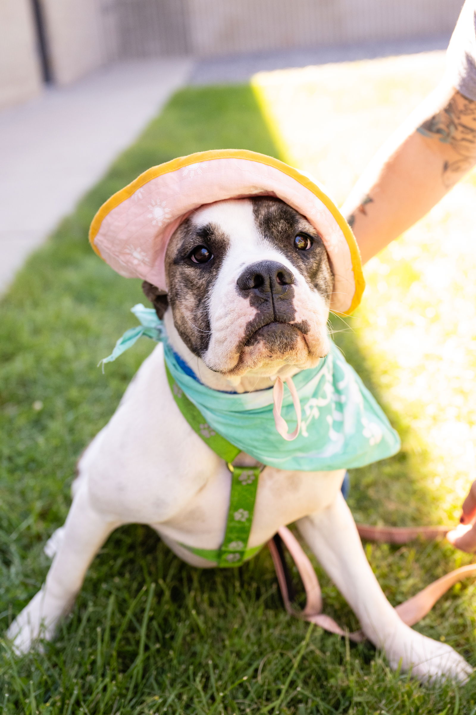 adoptable Dog in Minneapolis, MN named Stella