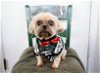 adoptable Dog in minneapolis, MN named Charleston