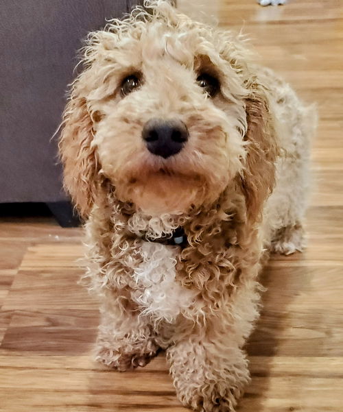 Geller