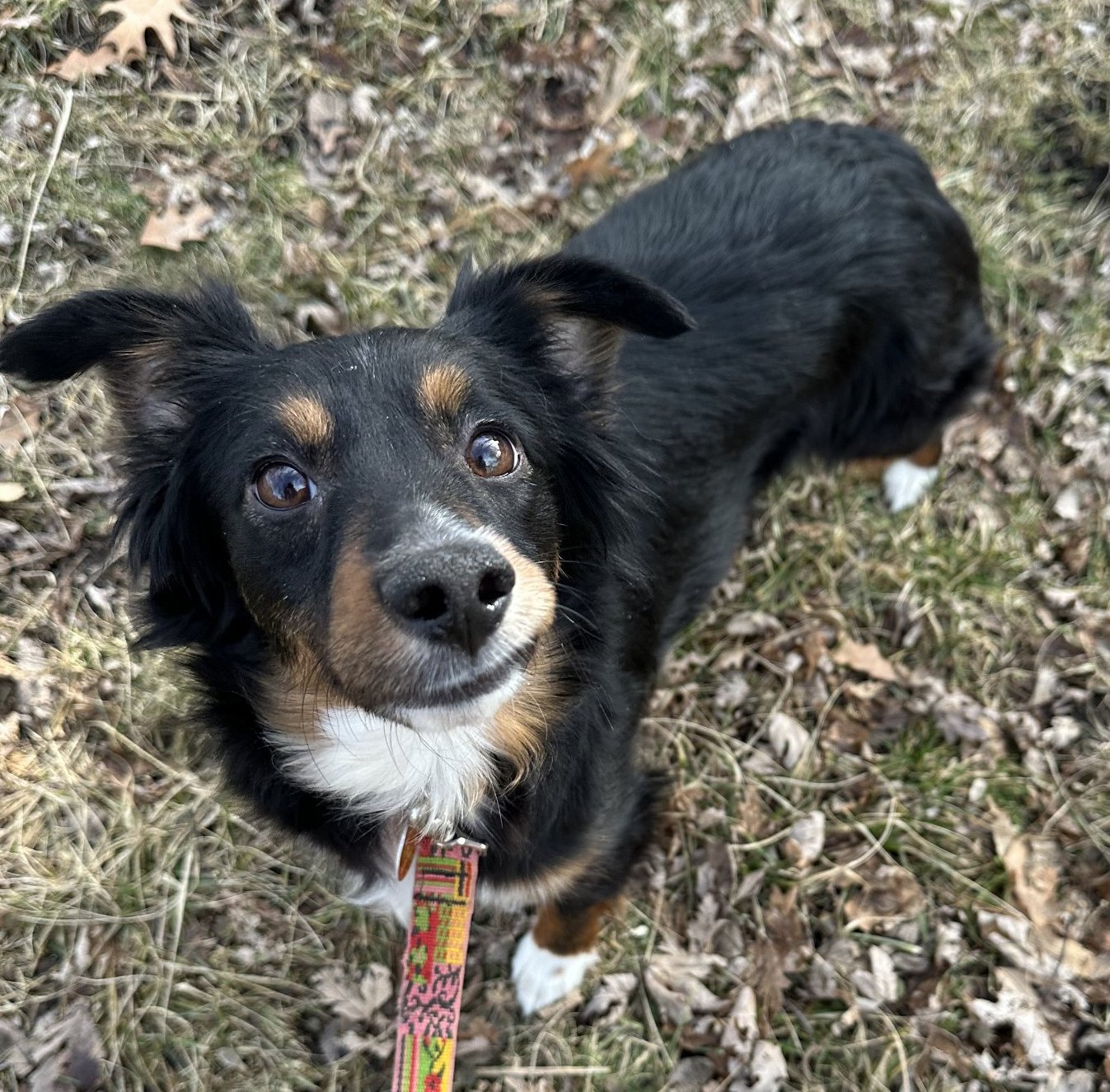 adoptable Dog in Minneapolis, MN named Magi