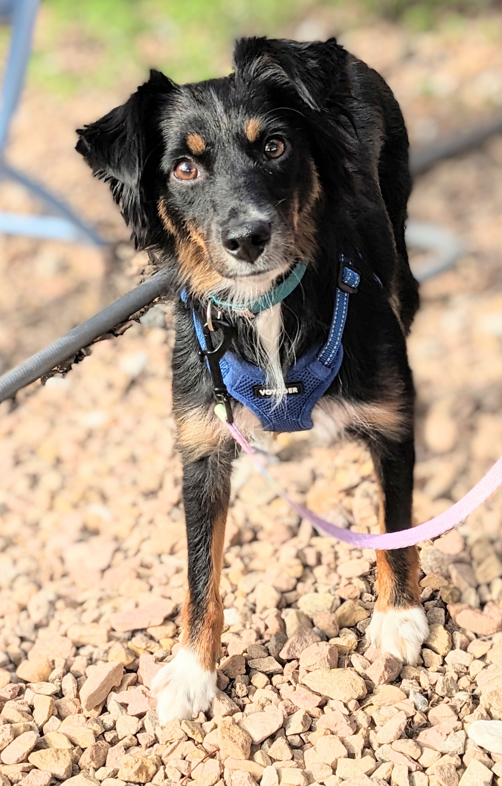 adoptable Dog in Minneapolis, MN named Magi