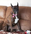 Penelope