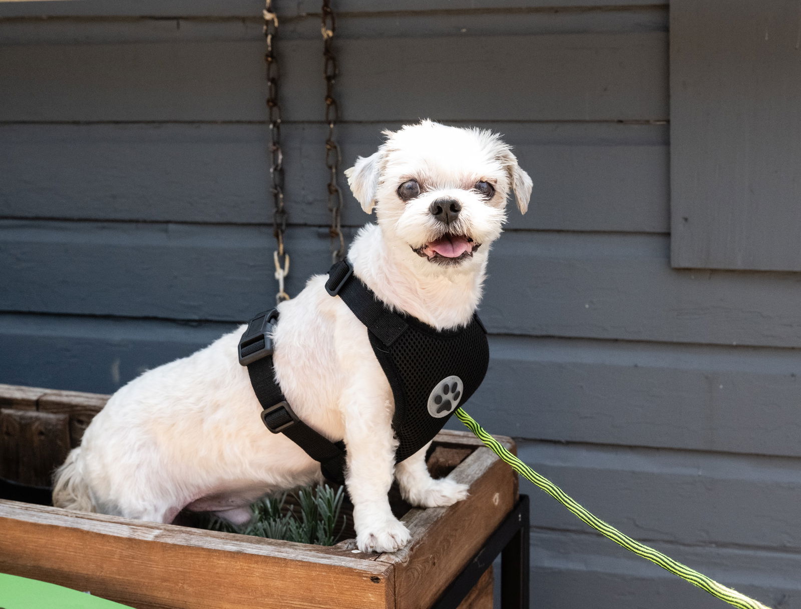 adoptable Dog in Minneapolis, MN named Archie