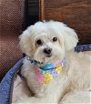 adoptable Dog in minneapolis, MN named Calvin