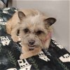 adoptable Dog in minneapolis, MN named Devlyn