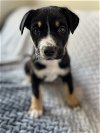 adoptable Dog in minneapolis, MN named Cassian