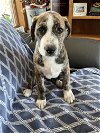 adoptable Dog in minneapolis, MN named Rhys