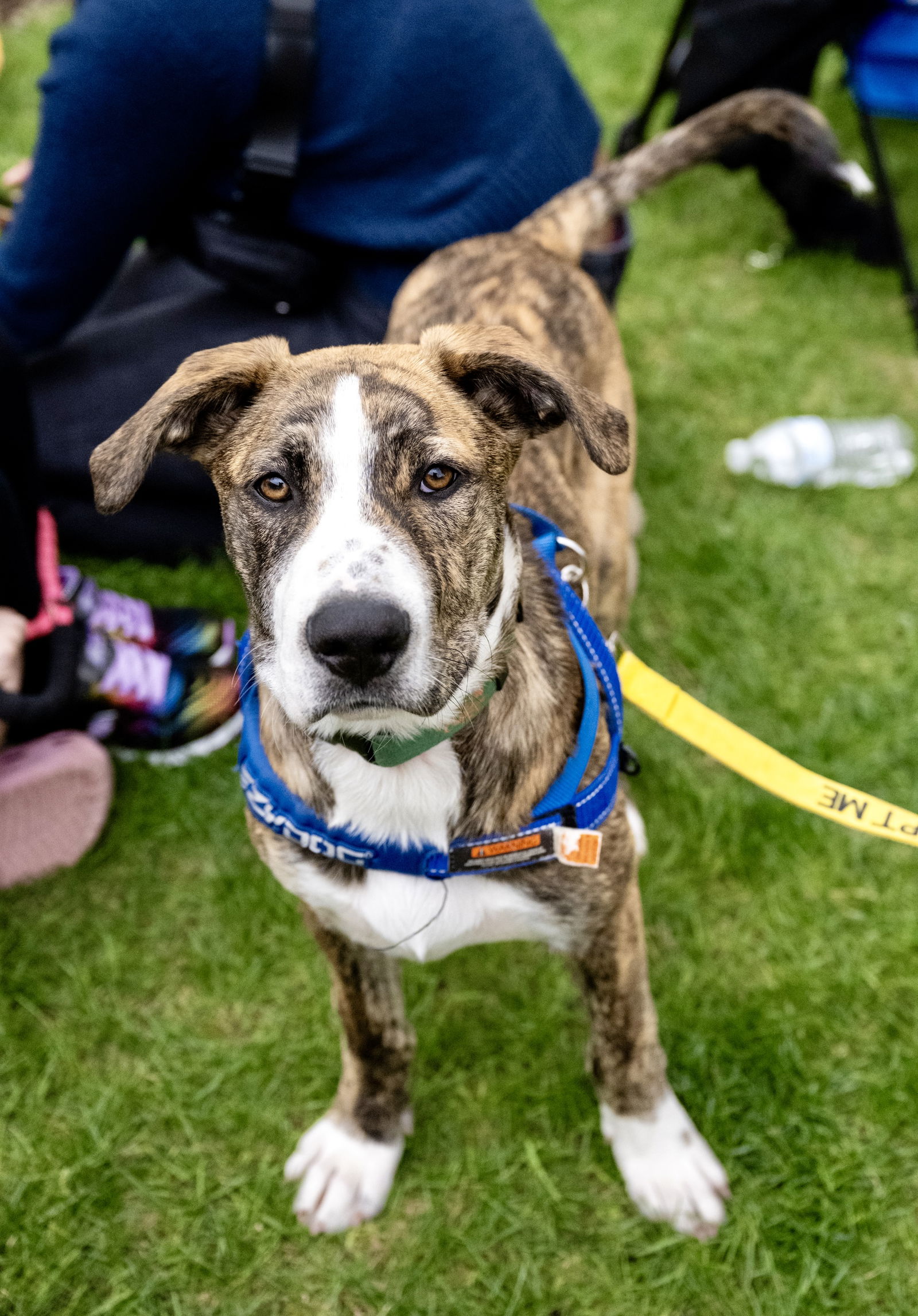 adoptable Dog in Minneapolis, MN named Rhys