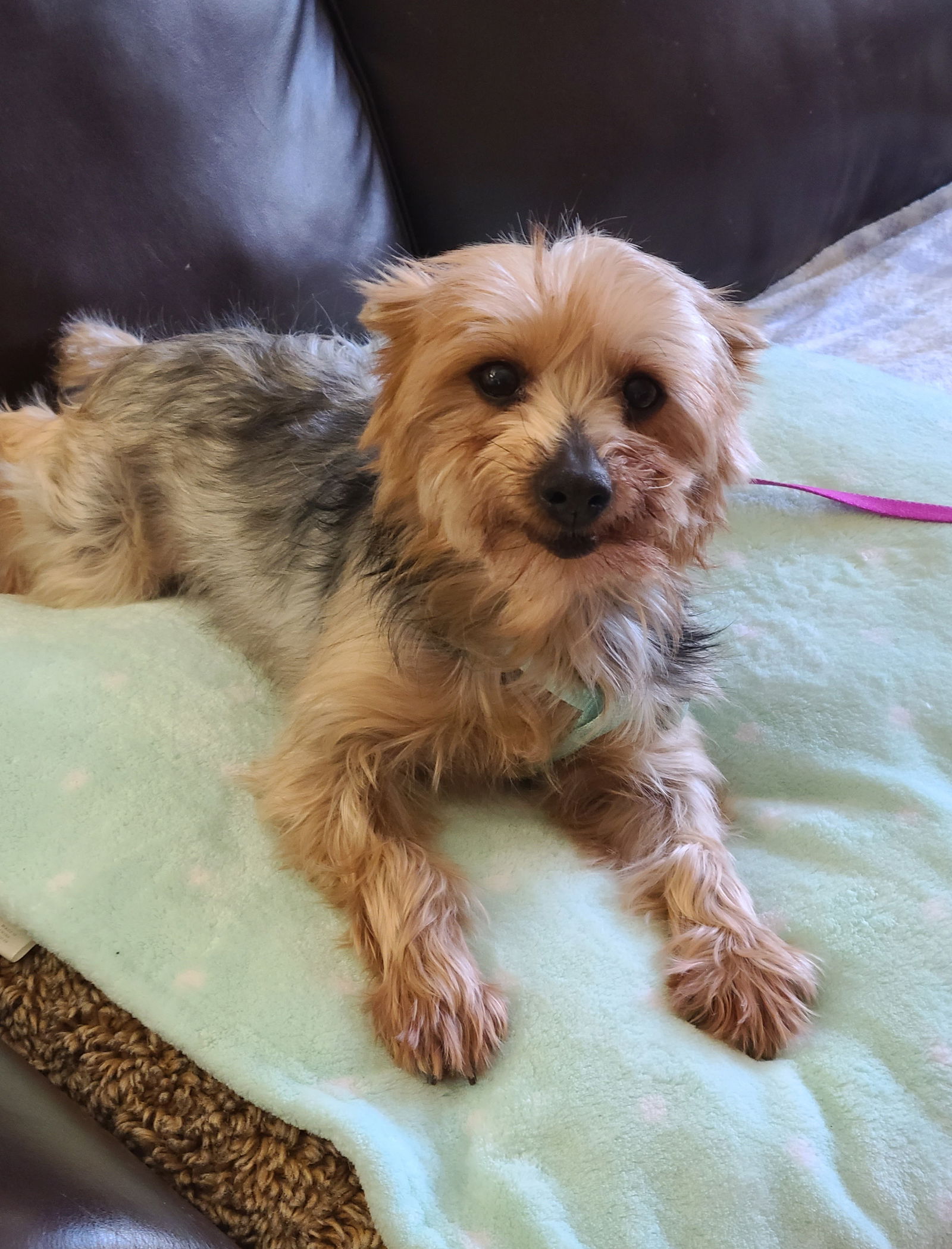 Dog for Adoption Tiffany, a Yorkshire Terrier Yorkie in Red Wing, MN