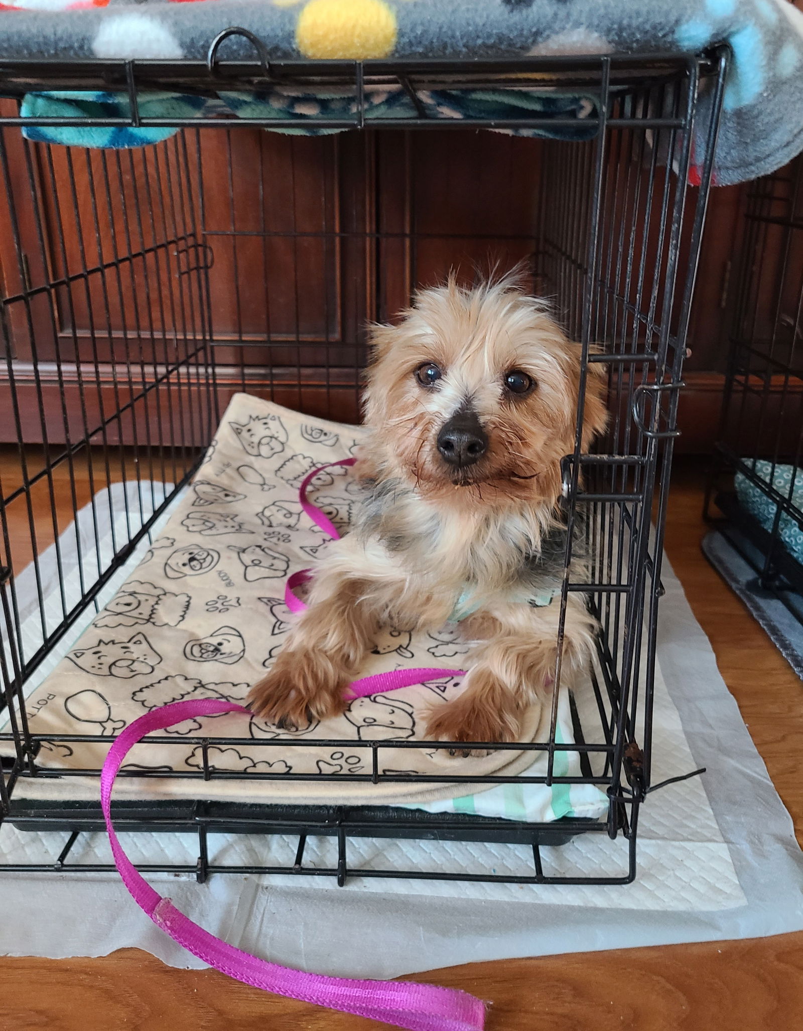 Dog for Adoption Tiffany, a Yorkshire Terrier Yorkie in Red Wing, MN