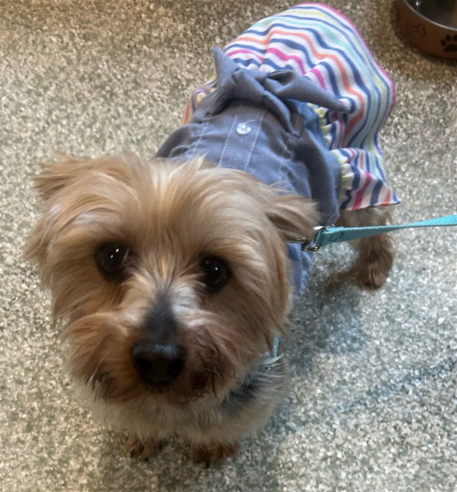 adoptable Dog in Minneapolis, MN named Tiffany
