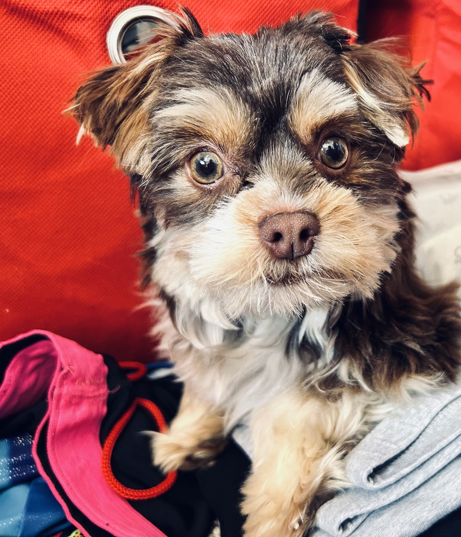 Dog for Adoption Napoleon Dynamite, a Yorkshire Terrier Yorkie in Red