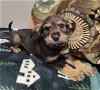 adoptable Dog in minneapolis, MN named Sleet
